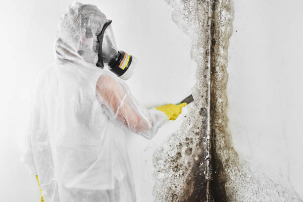 Best Black Mold Removal  in Vernon Center, NJ